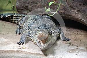 Wide open crocodile mouth detail