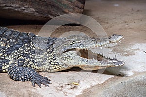 Wide open crocodile mouth detail