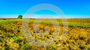 The wide open farmland along the R39 in the Vaal River region of southern Mpumalanga