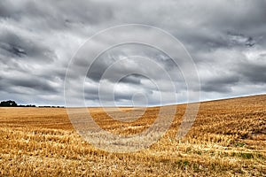 Wide open harvested wheat field underneath a grey, overcast sky