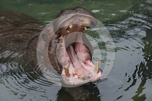 Wide open hippo mouth photo