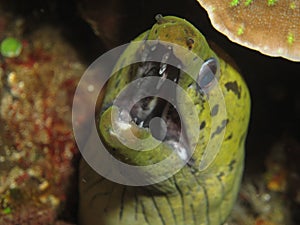 Wide open jaws of a moray eel