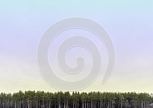 Wide open pastel colored skyscape with line of tall pine trees a