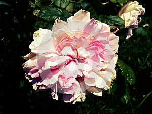 Wide open pink rose. White - pink delicate petals are ready to fall out of the sepals. Mature plant. Summertime at the rose garden