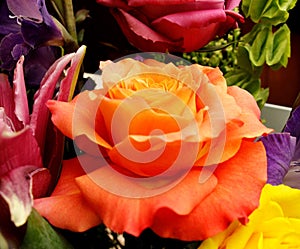 A wide open and spread out and over friendship peach rose