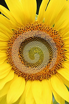 Wide open sunflower closeup