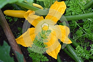 wide open wet zucchini flower with carottes around