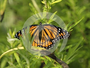 wide open wing span of a monarch butterfly. orange & black with white dots on ends of wings