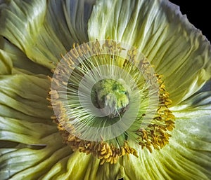 Wide opend yellow silk poppy blossom heart macro, black background, detailed texture