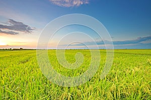 Wide paddy field at sunset with blue sky at Perak Malaysia