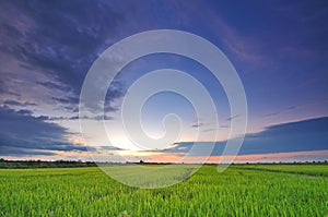 Wide paddy field at sunset with blue sky at Perak Malaysia