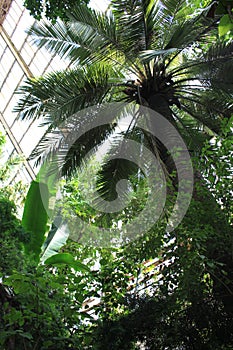 Wide palm leaves provide shade and coolness in the rainforest