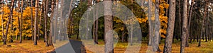 wide panorama of an autumn bright park with a winding asphalt road, trees, yellow-orange leaves and pine trunks