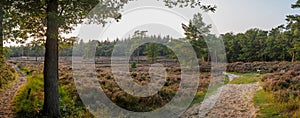 Wide panorama of Dutch heathland with low sun