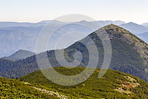 Wide panorama of green mountain hills in sunny clear weather. Carpathian mountains landscape in summer. View of rocky peaks covere