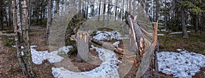 Wide panorama of two storm wind broken spruce trees laying next to each other in forest, Northern Scandinavia