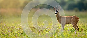 Wide panoramic banner of roe deer buck standing on a meadow in summer at sunset