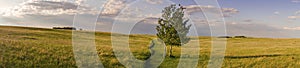 Wide Panoramic Landscape and Isolated Tree Nose Hill Park Prairie Grass Alberta Foothills photo