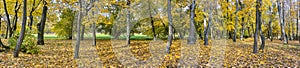 Wide panoramic view of autumnal park in sunlight
