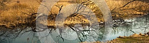 wide panoramic view of coastal bare trunks and tree branches with reflection in the water of a narrow river against the background photo
