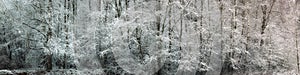 a wide panoramic view of a snow-covered dense deciduous forest with frost on bare trees and side lighting. cold winter landscape