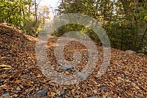 Wide path covered with leaves