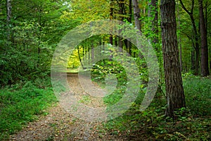 A wide path with leaves in a dark green forest