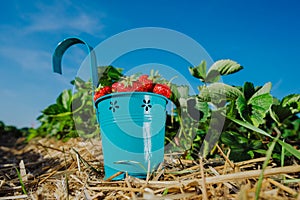 Wide perspective of blue bucket full of fresh pick strawberries. Strawberry field on sunny day with clear blue sky in