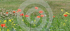 A wide photo of a meadow with red poppy flowers.