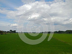 A wide picture of rice paddy field