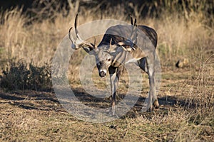 Wide Racked Whitetail Buck in trail of doe