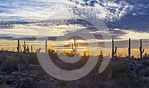 Wide Ratio Arizona Sunset Desert Landscape Near Scottsdale