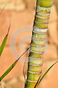 Wide reed of bamboo cane photo