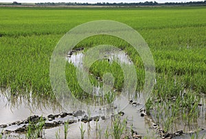wide rice field in summer without people