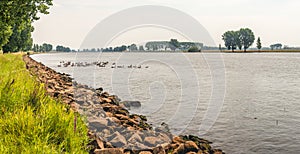 Wide river with Canada Geese