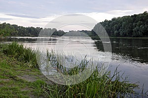 Wide river flowing across green forest. Summer evening. Reflections of trees and grass in the calm flowing water