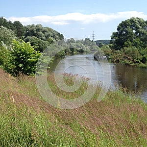 A wide river flows along the sprawling willows