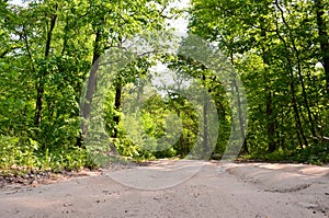 Wide road in the forest