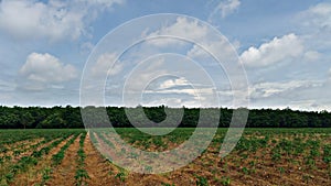 Wide rubber tree plantation landscape