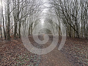 Wide rutted footpath between bare frost laden trees