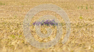 Wide rye agricultural field