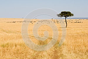 Wide Savannah in Masai Mara National Reserve