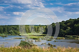 Wide and shallow river with fast flow and islands of reed plants, wild deciduous and coniferous forest in background, sunny summer