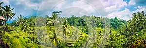 Wide shot of amazing Tegalalang Rice Terrace field covered with coconut palm trees and cloudy sky, Ubud, Bali, Indonesia