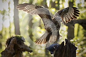 Wide shot of an angry hawk attacking the prey in the forest during daytime