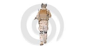 US Army ranger in combat uniform walking on white background.