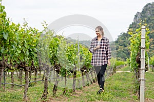 Wide shot of beautiful woman as gardener or farmer of grape yard walk and check the quality in the field with day light and she