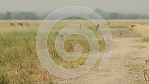 Wide shot of blackbuck or antilope cervicapra or indian antelope fawn scared and running from frame in grassland of tal chhapar