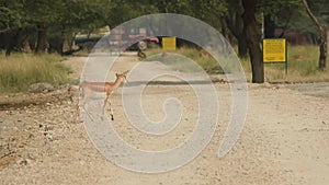 Wide shot of blackbuck or antilope cervicapra or indian antelope in herd or group crossing forest track at tal chhapar sanctuary