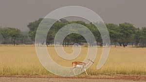 Wide shot of blackbuck or antilope cervicapra walking in natural scenic landscape background at grassland habitat of velavadar